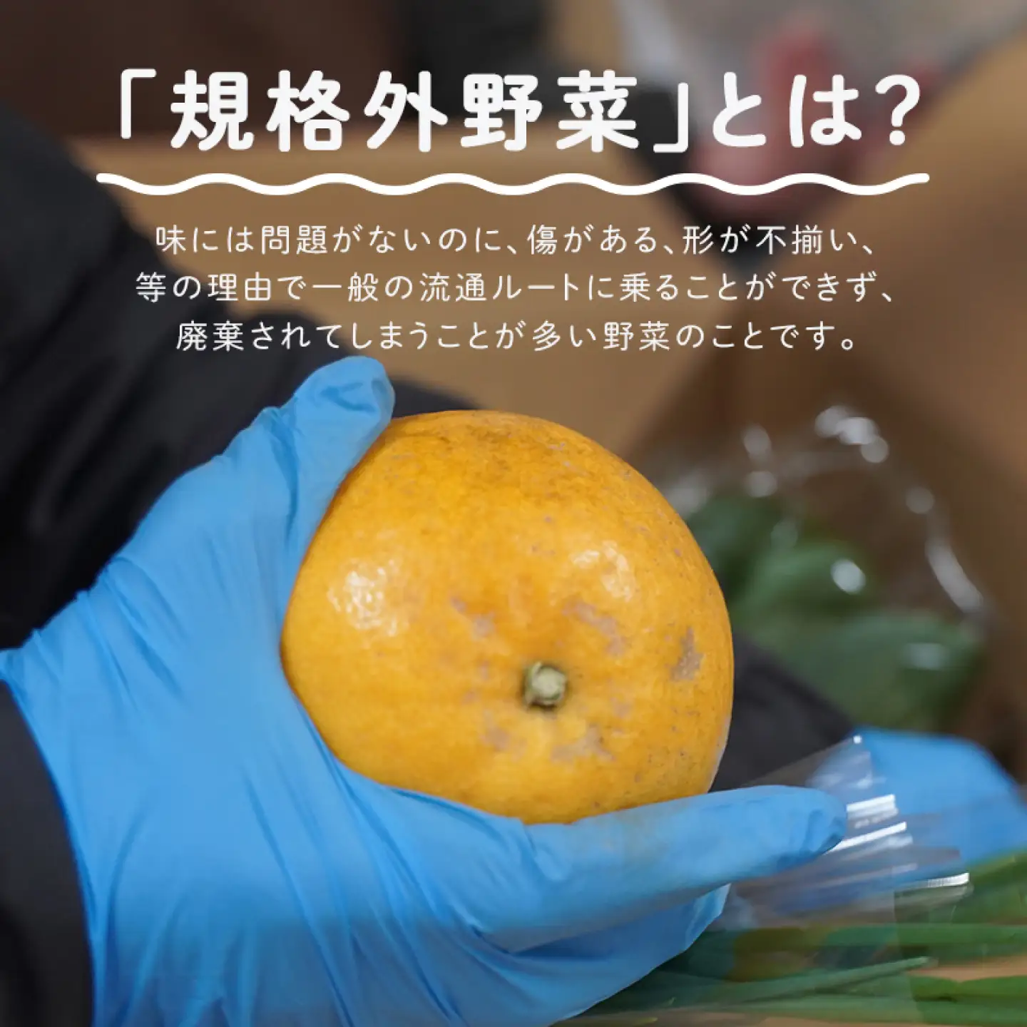 ＜ロスヘル＞多数のメディアで紹介されました！【訳あり】旬のもったいないお野菜詰め合わせセット　Sサイズ
