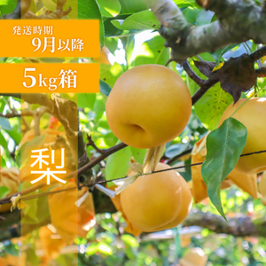 【先行予約】 フルーツ定期便  2回 ぶどう 梨  FRTT