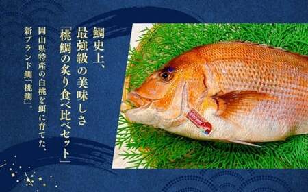 【父の日】岡山ブランド魚 桃鯛の炙りセット 炙り 約400g 炙り （2～3ブロック） 旨味を堪能 岡山県久米南産特製柚子ポン酢180g付 鯛 魚 海鮮 セット 贅沢 食事 冷凍 岡山県 倉敷市
