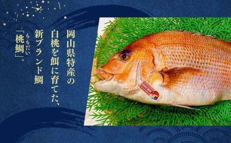 【父の日】岡山ブランド魚 桃鯛 桃鯛の炙りと漁師秘伝漬け丼セット 鯛 海鮮 炙り 丼 セット 食べ比べ 小分け 冷凍 岡山県 倉敷市