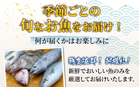 【5回お届け】【朝獲り】 鮮魚セット (中) 4種類以上 約3kg  魚 詰め合わせ 鮮魚ボックス 漁港直送 鮮魚