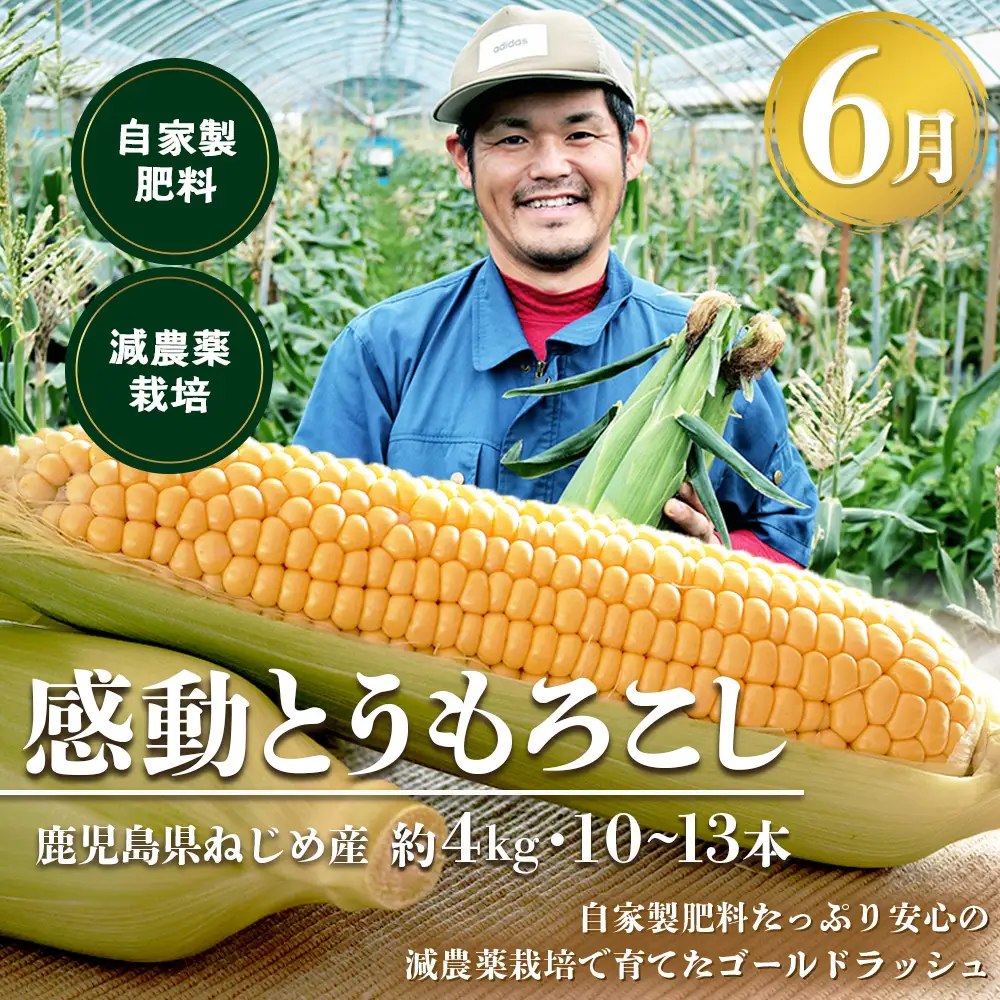 【定期便・年4回】農家の感動シリーズA(約9.1kg) FR-1｜冷凍焼き芋 ゴールドラッシュ とうもろこし 塩茹で 落花生 おおまさり ピーナッツ 芋 さつまいも 紅はるか 野菜定期便 旬 産地直送 サラダ 南大隅町