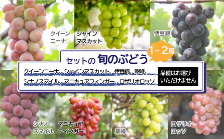 【先行受付2026年発送】巨峰栽培70周年記念セット（巨峰と旬のおすすめ品種、計2～4房、約1.2kg～1.5kg）｜秀果園　※2026年9月中旬〜10月中旬順次発送