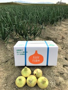 【期間限定】島玉ねぎ（新玉ねぎ）10kg　◆発送3月～