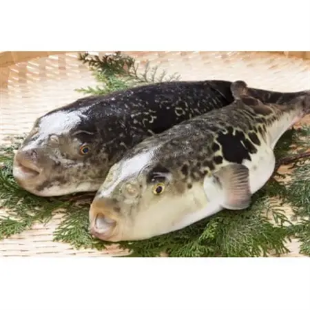 天然とらふぐちり鍋セット　計500～600g【配送不可地域：離島】【1704152】