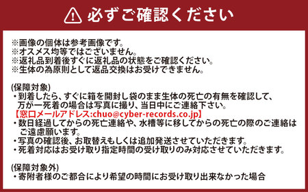 紅白ミックスメダカ 6匹 （1.5～3cm前後） メダカ めだか 紅白 魚 観賞魚 ペット ひので屋 山梨県 中央市