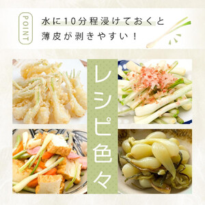 【令和8年3月頃発送】島らっきょう1ｋｇ(皮処理済）