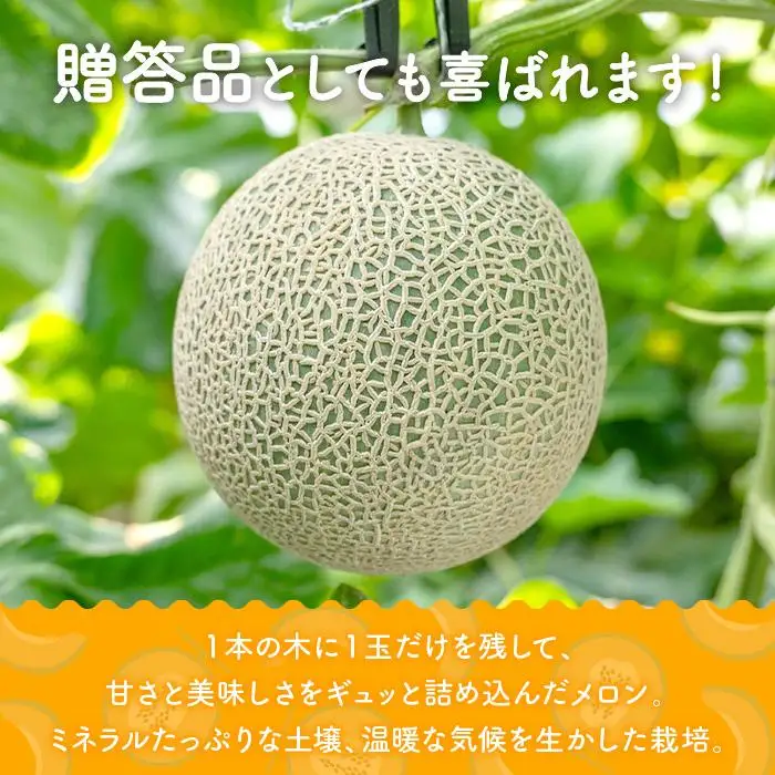 ＜先行受付＞【8farm】宮古島産てぃだメロン2玉（3.8kg以上）《2026年12月～2027年1月発送》（JC009）