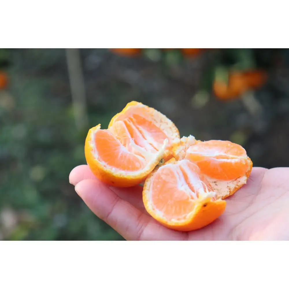 数量限定 有田みかんの産地から届く 果汁100％！ 搾りたての柑橘ジュース 180ml×24本