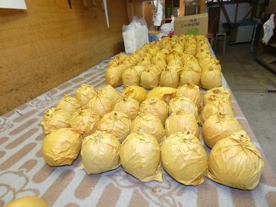 【2026年 先行予約】二十世紀梨 4kg｜鳥取 東光園 梨 2026年収穫後 2026年8月下旬から順次発送【41052】