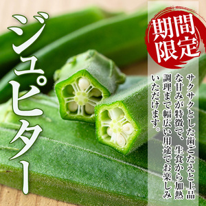 いずみ産 オクラ 新たな品種・ジュピター 1.2kg 【イーサイドライン】 i1216-B