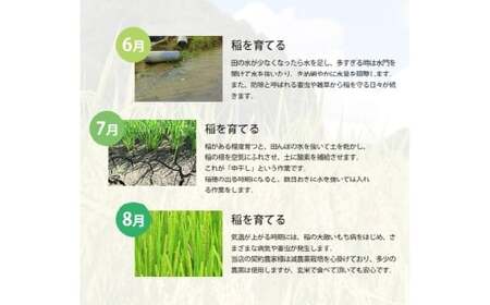 【令和7年産】 あけぼの 5kg×2袋 計10kg 精米 【2026年8月下旬まで発送予定】 お米 米 コメ ご飯 ごはん ゴハン 白ご飯 白米 アミロース 2袋