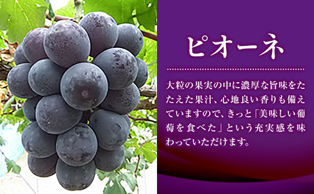 特選 大粒 ぶどう 3種 セット 約2kg ( 3房 ) シャインマスカット ピオーネ クイーンニーナ 株式会社日本植生グループ本社 NISSHOKU FARM《9月下旬-12月末頃出荷》ブドウ 送料無料 岡山県 浅口市 【配送不可地域あり】 (離島)