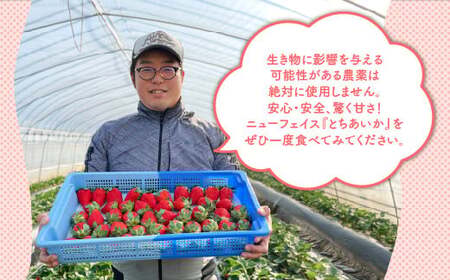 【先行予約】【数量限定】とちあいか 290g×8パック｜いちご イチゴ 苺 先行予約 栃木県 果物 くだもの フルーツ とちあいか 新鮮 贈答 ギフト 食べ比べ 真空パック ※2026年11月～発送