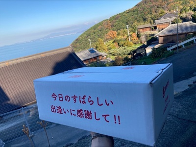 【2026年先行予約】 みかん 愛果28号 Mサイズ 14玉 贈答用 紅まどんなと同一品種 農園直送 【2026年11月中旬から順次発送予定】 愛媛 数量限定 愛媛県産 人気 柑橘 伊予市｜B530