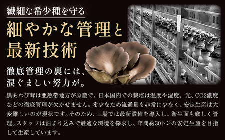 きのこ 希少種 黒あわび茸 生 200g ( 100g × 2パック ) 