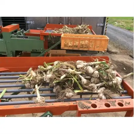 青森県産ホワイト六片種にんにく 1kg 大玉 (贈答用)【1635387】