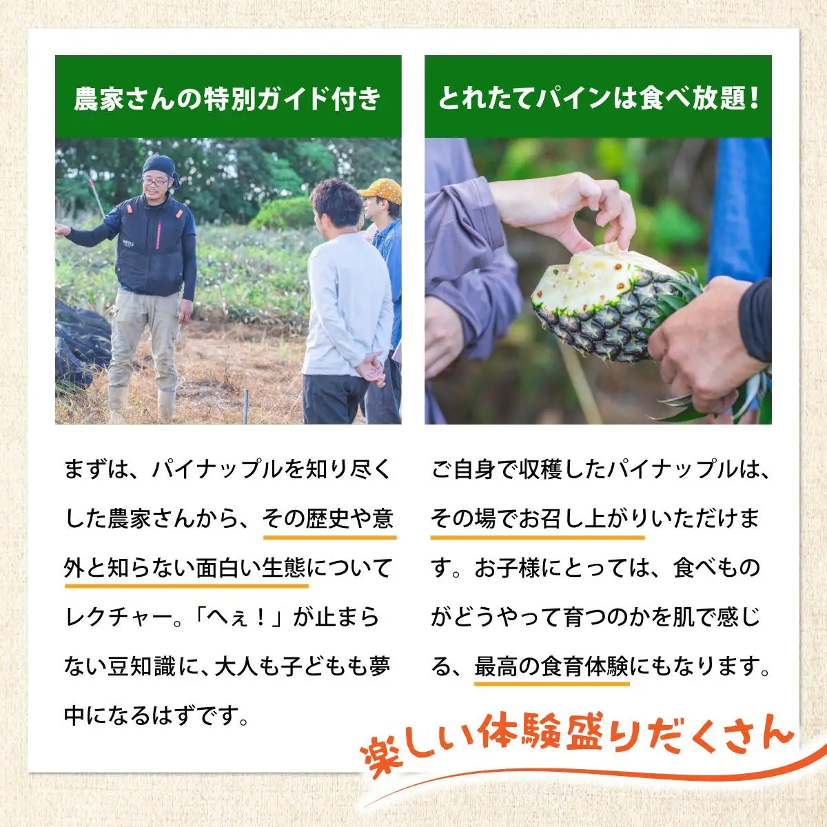 パイナップル パイン収穫体験参加クーポン