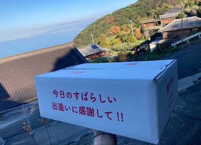 【2026年先行予約】 みかん 愛果28号 2Lサイズ 10玉 贈答用 紅まどんなと同一品種 農園直送 【2026年11月中旬から順次発送予定】 愛媛 数量限定 愛媛県産 人気 柑橘 伊予市｜B532