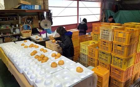  九重町産 梨 「愛宕」 約5kg 果物 フルーツ 贈答品 【2026年12月発送予定】
