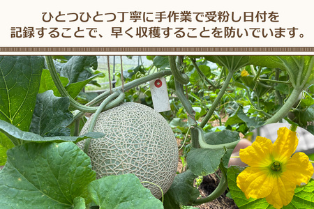 関根農園の日光産「赤肉メロン」1玉【2026年9月初旬より順次発送】｜先行予約 メロン 果物 くだもの フルーツ スイーツ 赤肉 日光市産 栃木県産 国産 [0850]