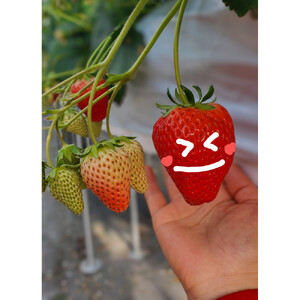 いちご狩り 大人2名 4品種栽培