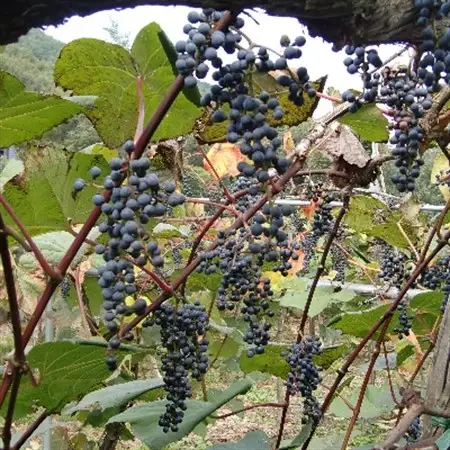 「マルタのきぶどう」詰合せセット(600ml×3本)【配送不可地域：離島】【1241163】