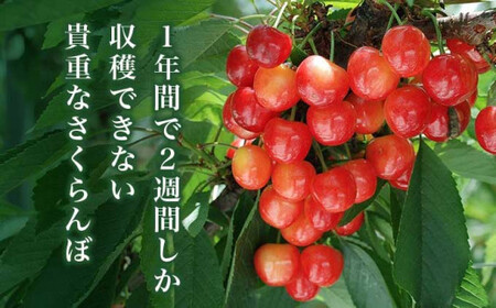 旬のさくらんぼ 佐藤錦、紅秀峰、紅佐藤、紅香、サミット 約1kg［小布施屋］サクランボ くだもの 果物 フルーツ チェリー バラ詰め 長野県産 信州産 数量限定 令和8年産【2026年6月中旬～7月中旬発送】[B-1]
