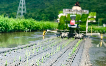 ★品種おまかせ！★【令和7年産】精米　香登米(かがとまい) 5kg