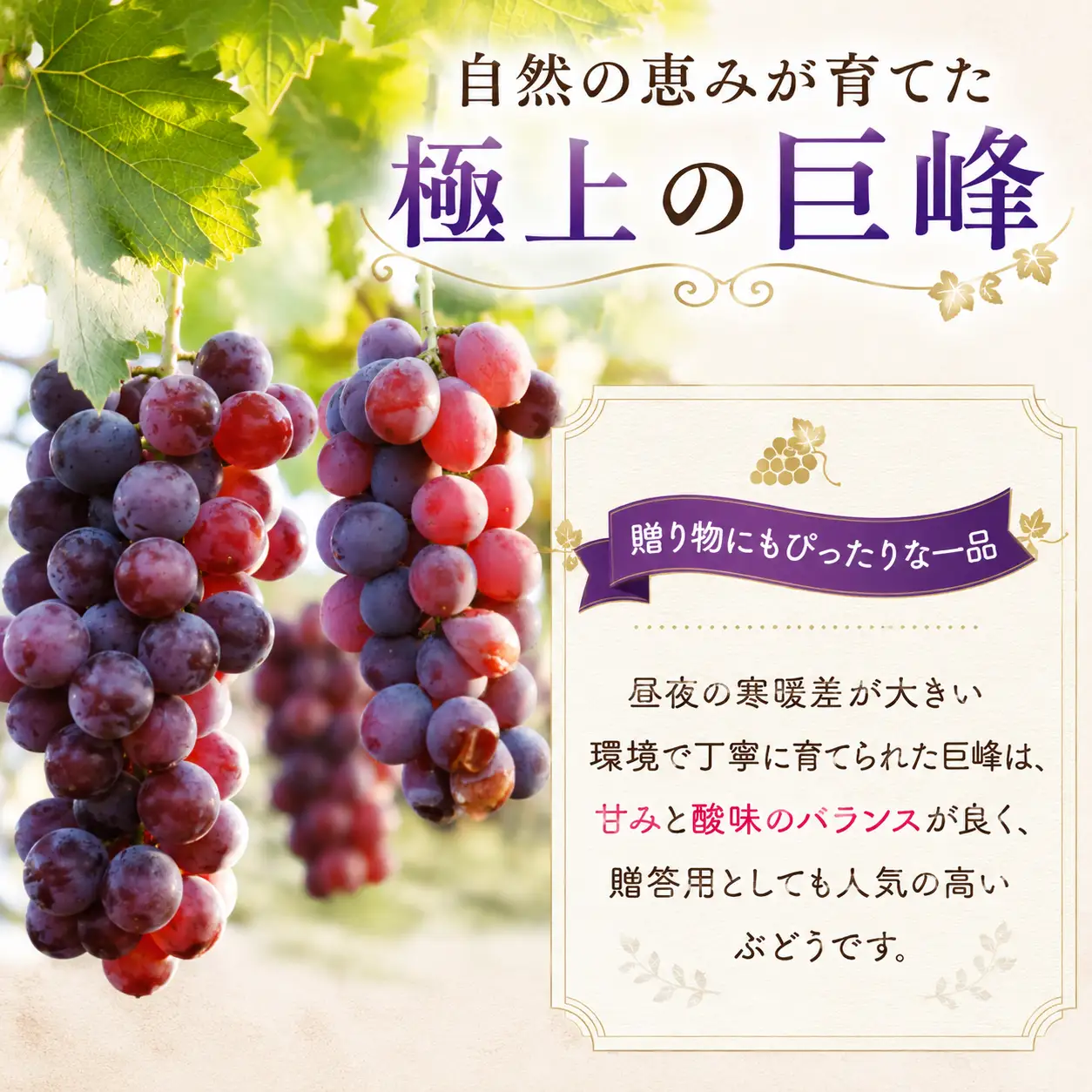柳川市産 巨峰 約2.4kg【2026年8月発送】014-2730x1 巨峰 フルーツ
