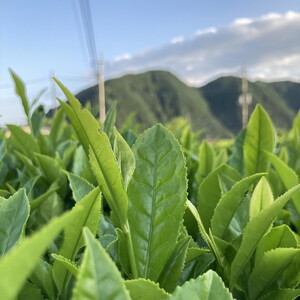 和紅茶七福 3個セット ｜ 和紅茶 紅茶 お茶 ティーパック 国産 茶 プレゼント ギフト ご自宅用 家庭用