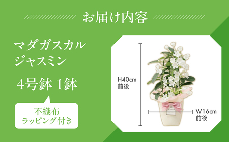 《母の日までにお届け》マダガスカルジャスミン ジャスミン 花 花 鉢植え 鉢 鉢花 花 観葉植物 植物 4号鉢 人気 おしゃれ かわいい 母の日 プレゼント 贈り物 贈答 ギフト 冬 フラワーギフト 母の日 ありがとう お母さん 母 記念日