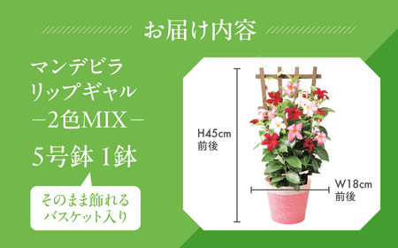 《母の日までにお届け》マンデビラ リオ 3色MIX フェンス仕立て 花 花 鉢植え 鉢 鉢花 花 観葉植物 植物 5号鉢 人気 おしゃれ かわいい 母の日 プレゼント 贈り物 贈答 ギフト 冬 フラワーギフト 母の日 ありがとう お母さん 母 記念日