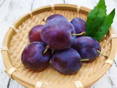 【先行受付】信州松本平産プルーン 約1.5kg 品種おまかせ