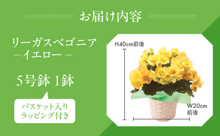 《父の日までにお届け》リーガスベゴニア イエロー 花 花 鉢植え 鉢 鉢花 花 観葉植物 植物 5号鉢 人気 おしゃれ かわいい 父の日 プレゼント 贈り物 贈答 ギフト 夏 フラワーギフト 父 ありがとう お父さん 父親 記念日