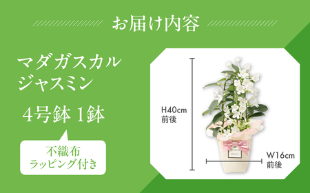 《父の日までにお届け》マダガスカルジャスミン 花 花 鉢植え 鉢 鉢花 花 観葉植物 植物 4号鉢 人気 おしゃれ かわいい 父の日 プレゼント 贈り物 贈答 ギフト 夏 フラワーギフト 父 ありがとう お父さん 父親 記念日