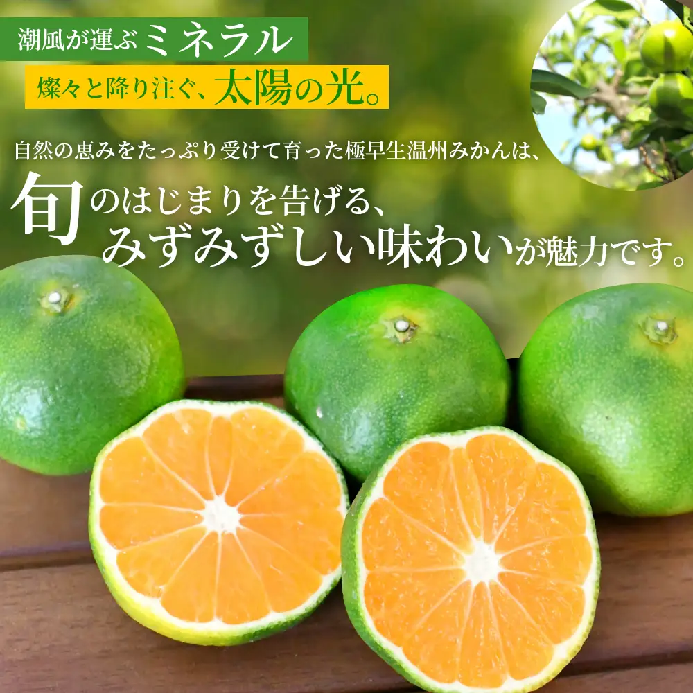 みかん 極早生温州みかん 約5kg【nkmr0016】