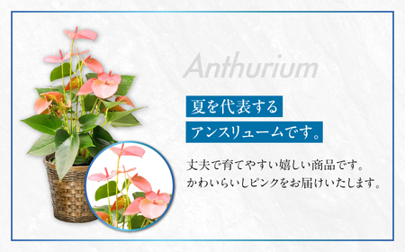 《父の日までにお届け》アンスリューム ピンク 花 花 鉢植え 鉢 鉢花 花 観葉植物 植物 5号鉢 人気 おしゃれ かわいい 父の日 プレゼント 贈り物 贈答 ギフト 夏 フラワーギフト 父 ありがとう お父さん 父親 記念日