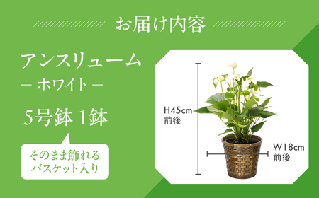《父の日までにお届け》アンスリューム ホワイト 花 鉢植え 鉢 鉢花 花 観葉植物 植物 5号鉢 人気 おしゃれ かわいい 父の日 プレゼント 贈り物 贈答 ギフト 夏 フラワーギフト 父 ありがとう お父さん 父親 記念日