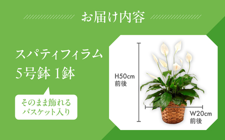 《父の日までにお届け》スパティフィラム 花 鉢植え 鉢 鉢花 花 観葉植物 植物 5号鉢 人気 おしゃれ かわいい 父の日 プレゼント 贈り物 贈答 ギフト 夏 フラワーギフト 父 ありがとう お父さん 父親 記念日