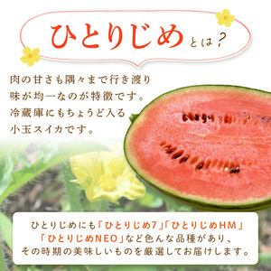【0060-5】小玉すいか(ひとりじめ)2～3玉 和歌山産《先行予約》【2026年6月上旬頃から順次発送予定】