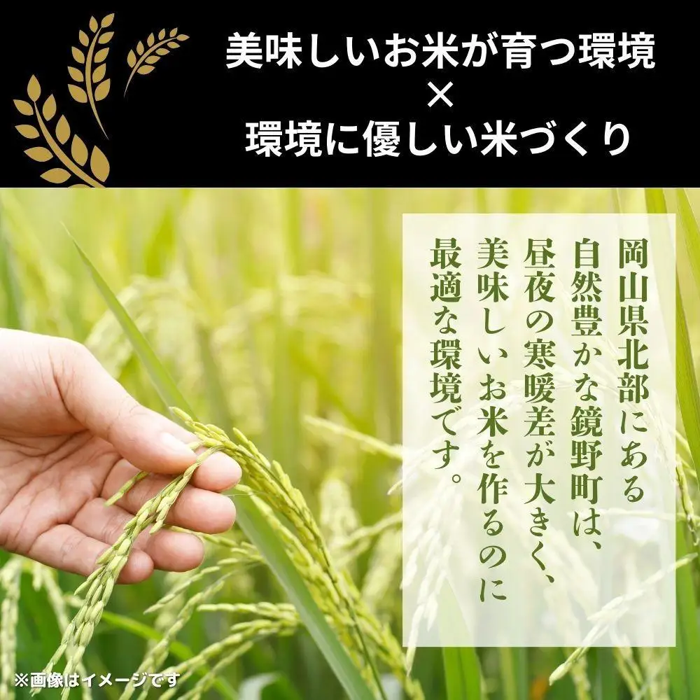 令和7年産 鏡野町産 きぬむすめ 精米【10kg】035-a013