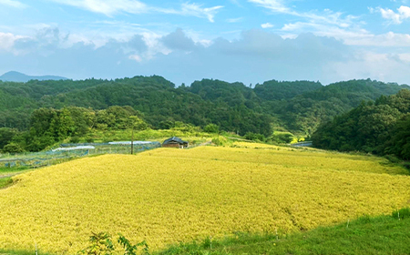 【無洗米】岡山県産きぬむすめ2kg【3ヶ月連続お届け】