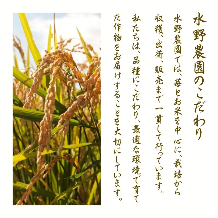 【令和８年産】先行予約受付中！水野農園の加須市北川辺産　コシヒカリ　20㎏　《選べる！精米or玄米》｜お米　米　令和８年　こしひかり　新米