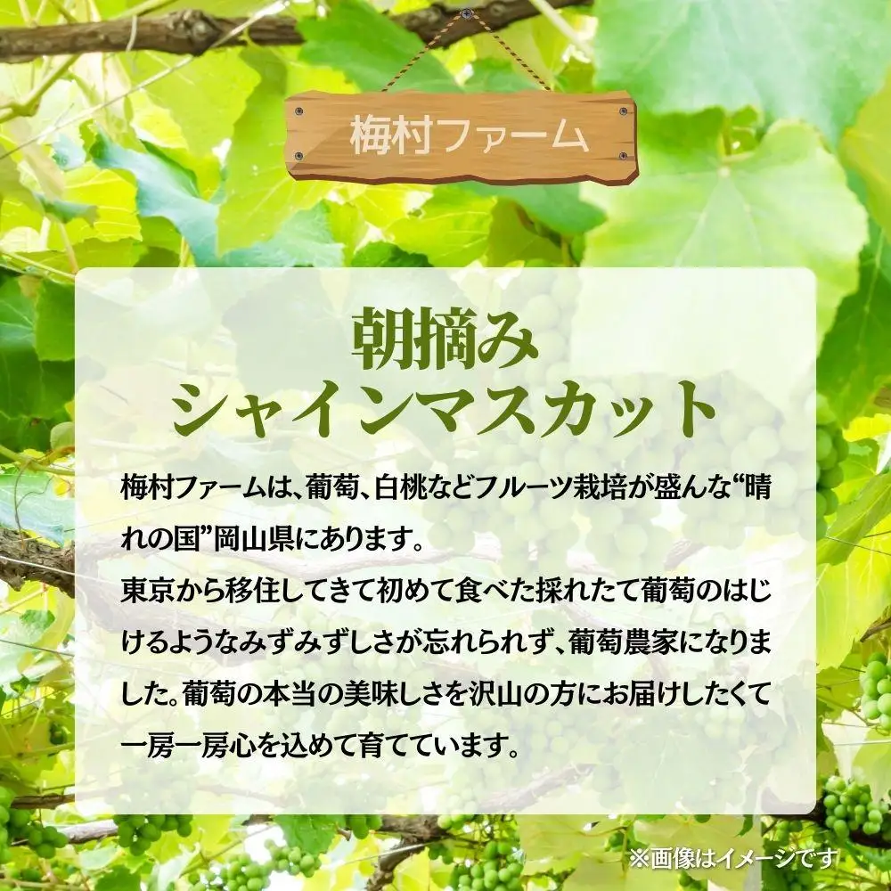 【2026年発送 先行予約】【梅村ファーム】朝摘み直送 シャインマスカット（2房入り 1.1kg以上）【030-a016】