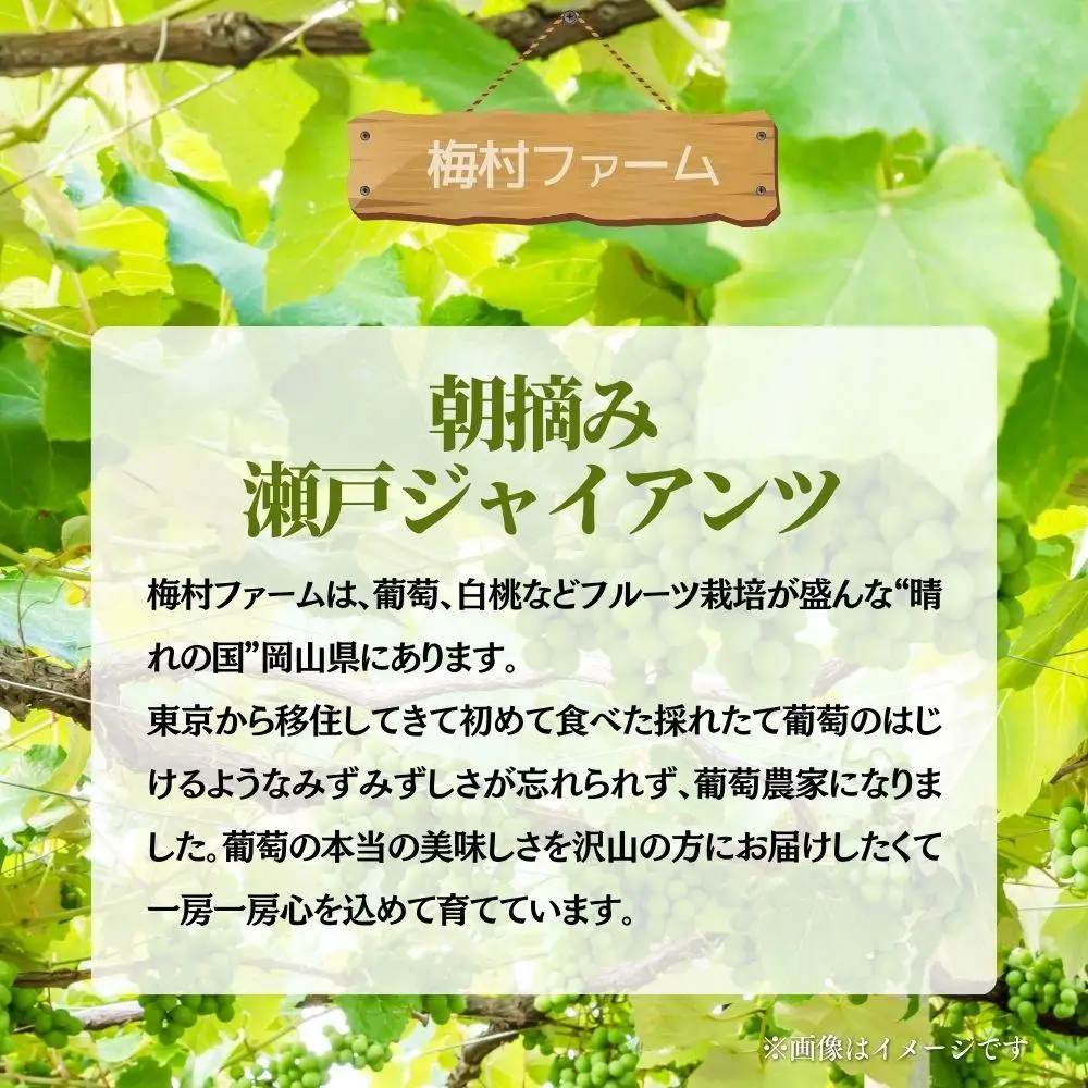 【2026年発送分 先行予約】【梅村ファーム】朝摘み直送 瀬戸ジャイアンツ（2房入り 1.1kg以上）【030-a018】