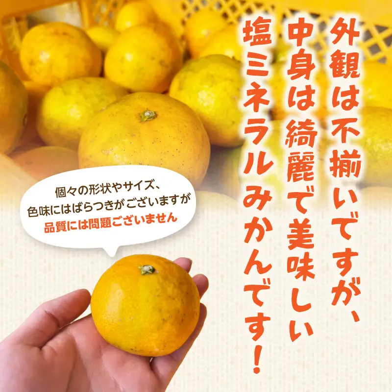 【超減農薬・高糖度】塩ミネラルみかん 約5kg ＜配送不可：北海道・沖縄・離島＞ みかん ミカン 蜜柑 フルーツ 美味しい 超減農薬 福岡県 八女市 072-340