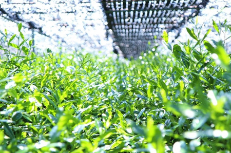 【プレミアム宇治茶（手摘み玉露）】プレミアム宇治玉露 50g 袋入り 京都やましろ農業協同組合