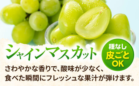 【2026年8月中旬より順次発送予定】シャインマスカット2房・ぶどう1房 約1.5kg /シャインマスカット しゃいんますかっと マスカット ますかっと ブドウ ぶどう 葡萄 フルーツ ふるーつ 果物 くだもの 期間限定 数量限定[ACAA488]
