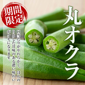 いずみ産 オクラ 2種 食べ比べ 1.2kg 【イーサイドライン】 i1217-B